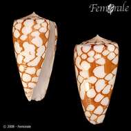 Image of Conus cordigera G. B. Sowerby II 1866