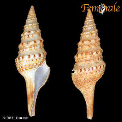 Plancia ëd Turridae H. Adams & A. Adams 1853