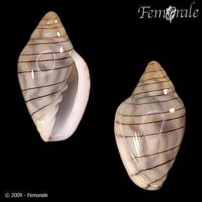 Image de Marginella Lamarck 1799