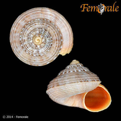 Image of Pomatiidae