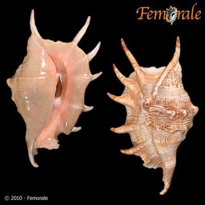 Image of spider conch