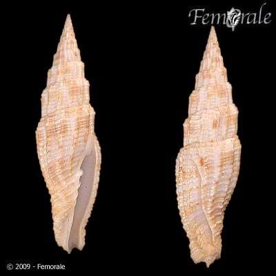 Image of Turbinelloidea Rafinesque 1815