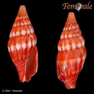 Image of Protoelongata Herrmann, Stossier & R. Salisbury 2014