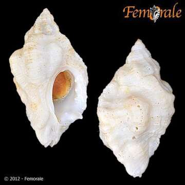 Image of Ceratostoma Herrmannsen 1846