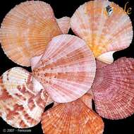 Imagem de Aequipecten P. Fischer 1886