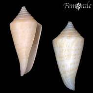 Image of Conus bayeri Petuch 1987