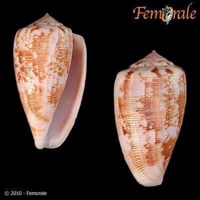 Image of Conus anemone Lamarck 1810