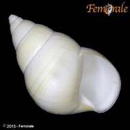 Imagem de Orthalicidae