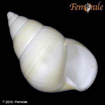 Image of Orthalicidae