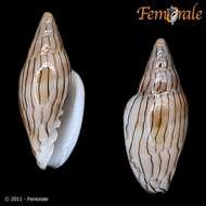 Image of Marginella Lamarck 1799