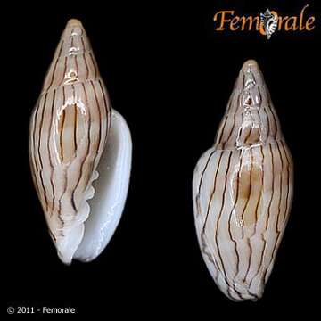 Imagem de Marginella Lamarck 1799