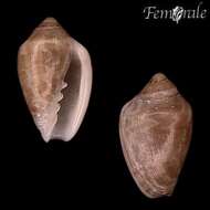 Image of Marginella Lamarck 1799