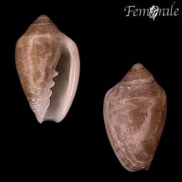 Image de Marginella Lamarck 1799