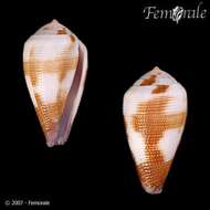 Image of Conus Linnaeus 1758