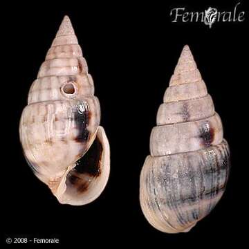 unclassified Gastropoda resmi