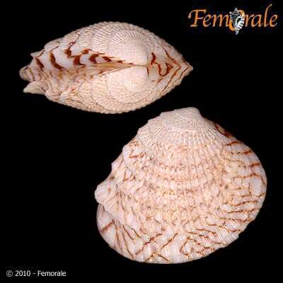 Слика од <i>Chione subimbricata</i> (Sowerby 1835)