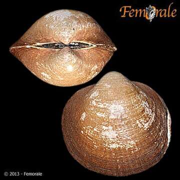Слика од Glycymerididae Dall 1908