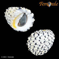 Image of textile nerite