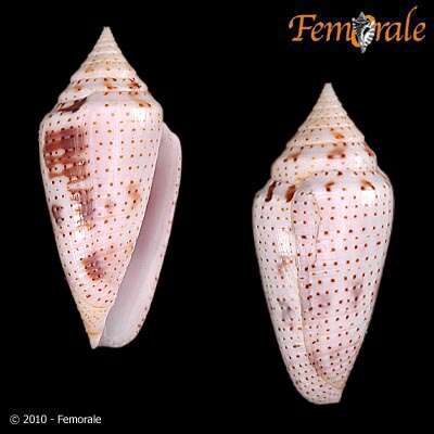 Image of Conasprella Thiele 1929