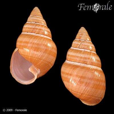 Image of achatinellid land snails