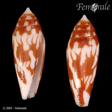 Image of cone snails