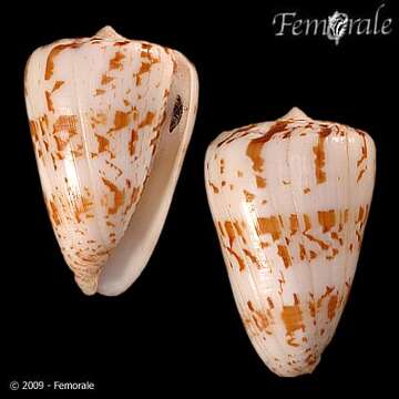 Image of cone snails