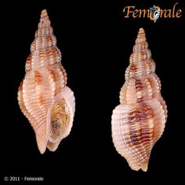 Image of Strombinophos Pilsbry & Olsson 1941