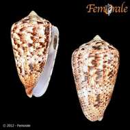 Image of cone snails