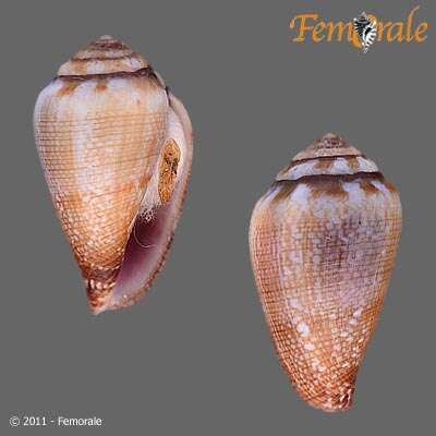 Image of cone snails