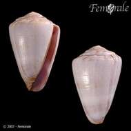 Image of Conus trochulus Reeve 1844