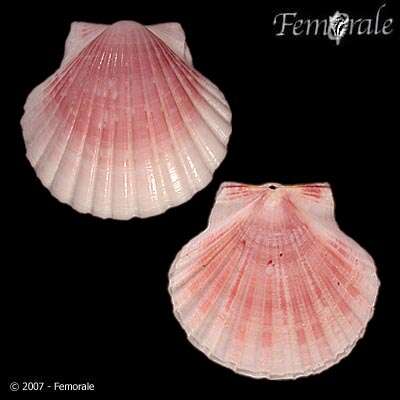 Image of Pecten O. F. Müller 1776