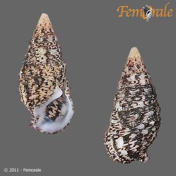 Слика од <i>Cerithium adustum</i> Kiener 1841