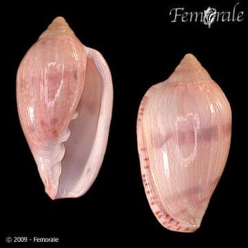 Image of Marginella Lamarck 1799