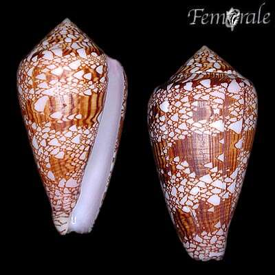 صورة Conus dalli Stearns 1873