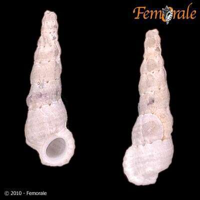 Image of <i>Opalia bicarinata</i> (Sowerby 1844)