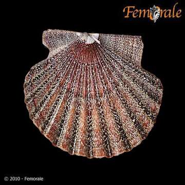 صورة Leptopecten Verrill 1897