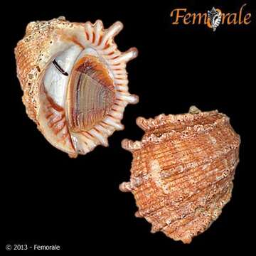 صورة Tribulus H. Adams & A. Adams 1853