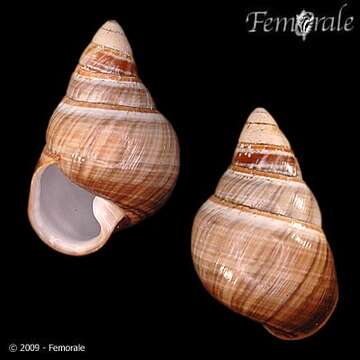 Image of Achatinella