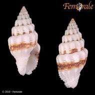 Image de Turbinelloidea Rafinesque 1815