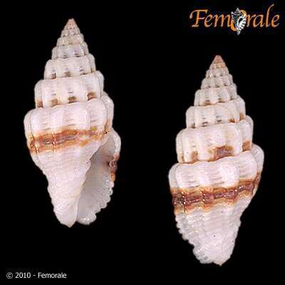 Image de Turbinelloidea Rafinesque 1815