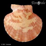 Imagem de Aequipecten P. Fischer 1886