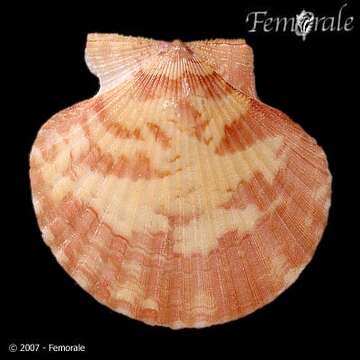 Image of Aequipecten P. Fischer 1886