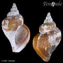 صورة Beringius polynematicus Pilsbry 1907