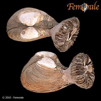 Image of Corbulidae Lamarck 1818