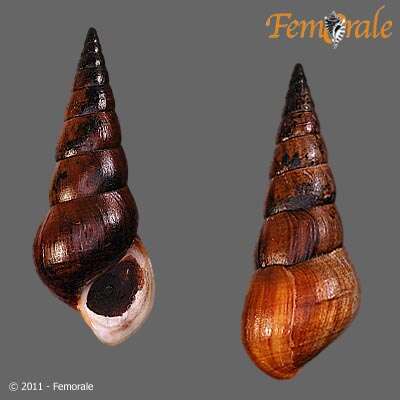 Plancia ëd Pachychilidae