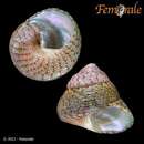 صورة Steromphala rarilineata (Michaud 1829)