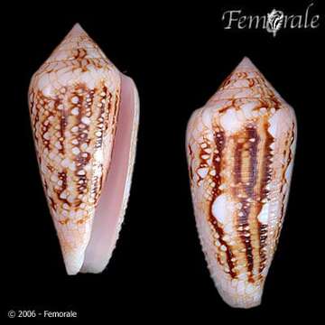 Image of Conus legatus Lamarck 1810