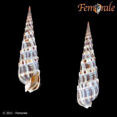 Image of Needle Whelks