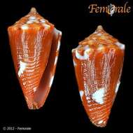 Image of Conasprella Thiele 1929