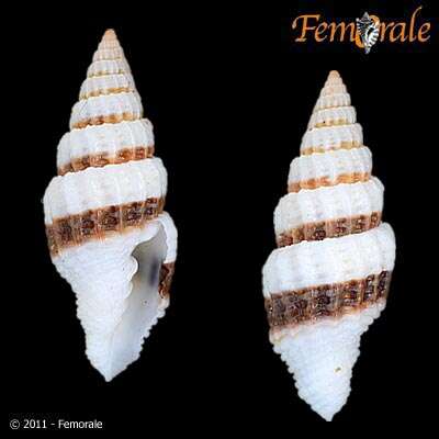 Image de Turbinelloidea Rafinesque 1815